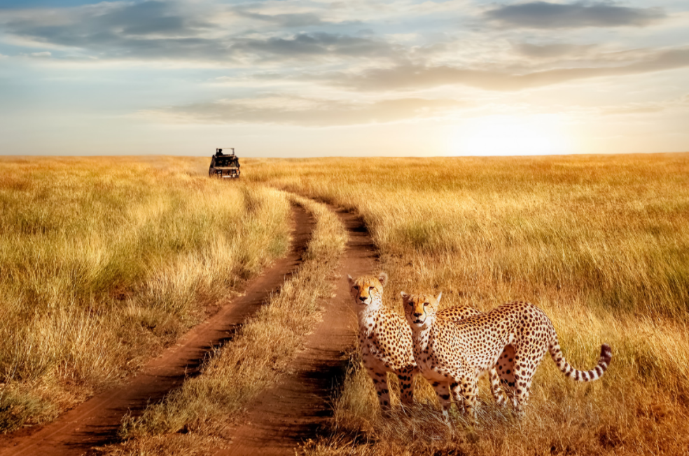 Safari Serengueti