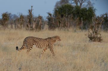 Botswana, vida salvatge