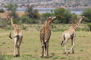 La clau del safari perfecte: Planificar amb temps