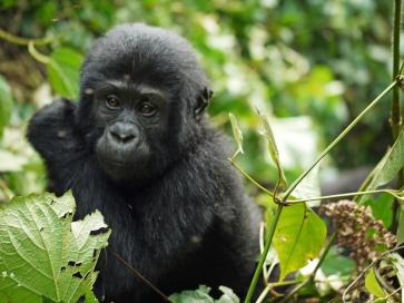Petits consells per al primer viatge a l'Àfrica